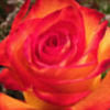 getawayrose44
